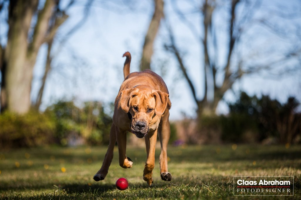 Hunde
