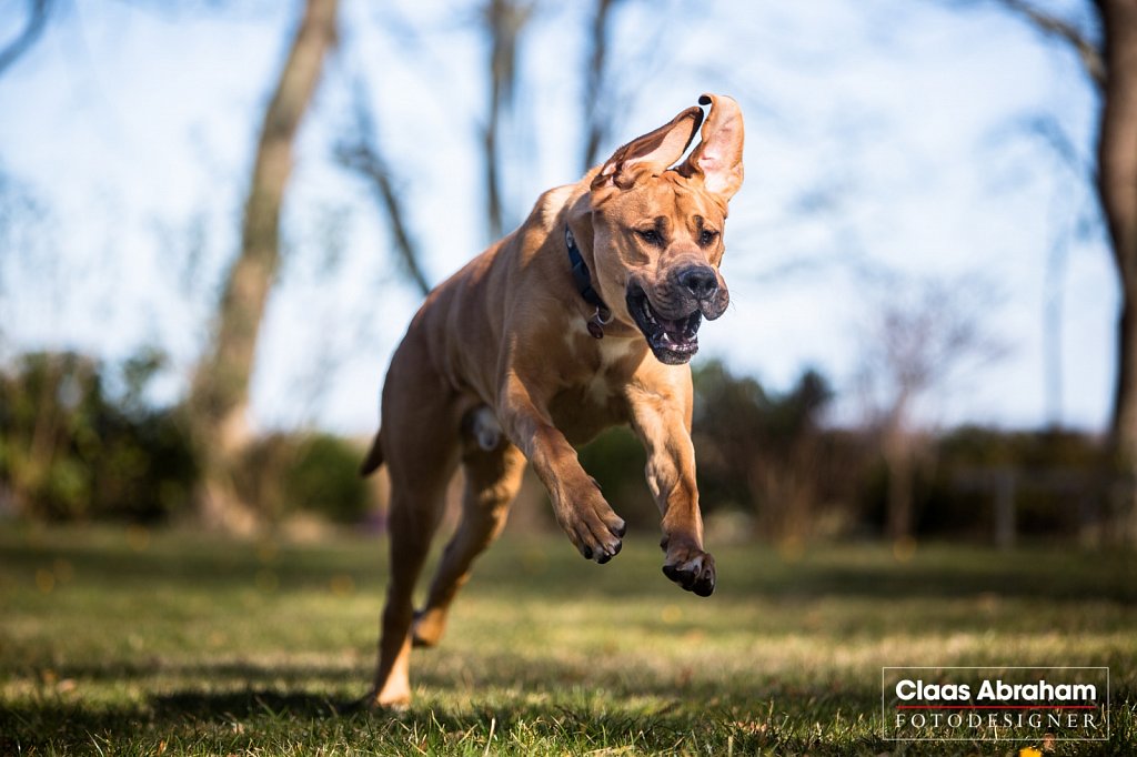 Hunde