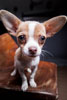 Tierfotografie im Studio & OnLocation 