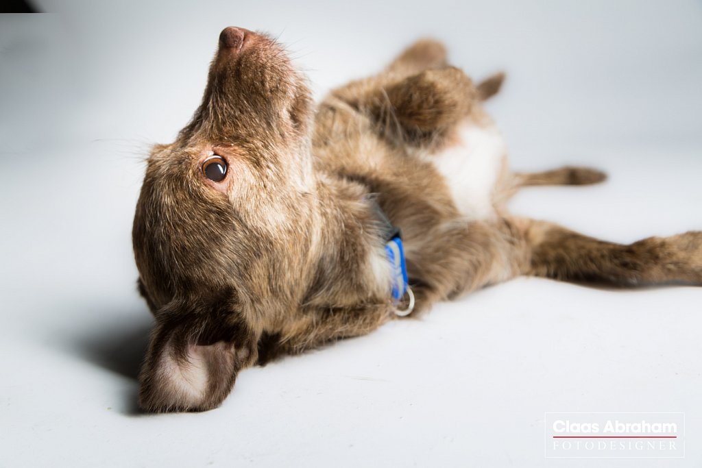 Tierfotografie