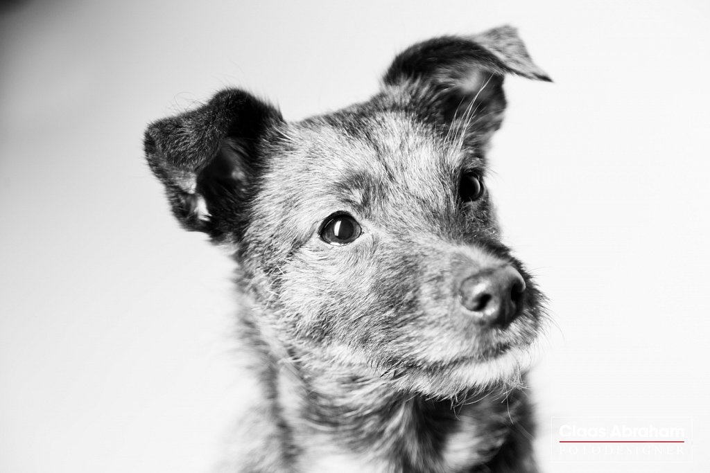 Tierfotografie